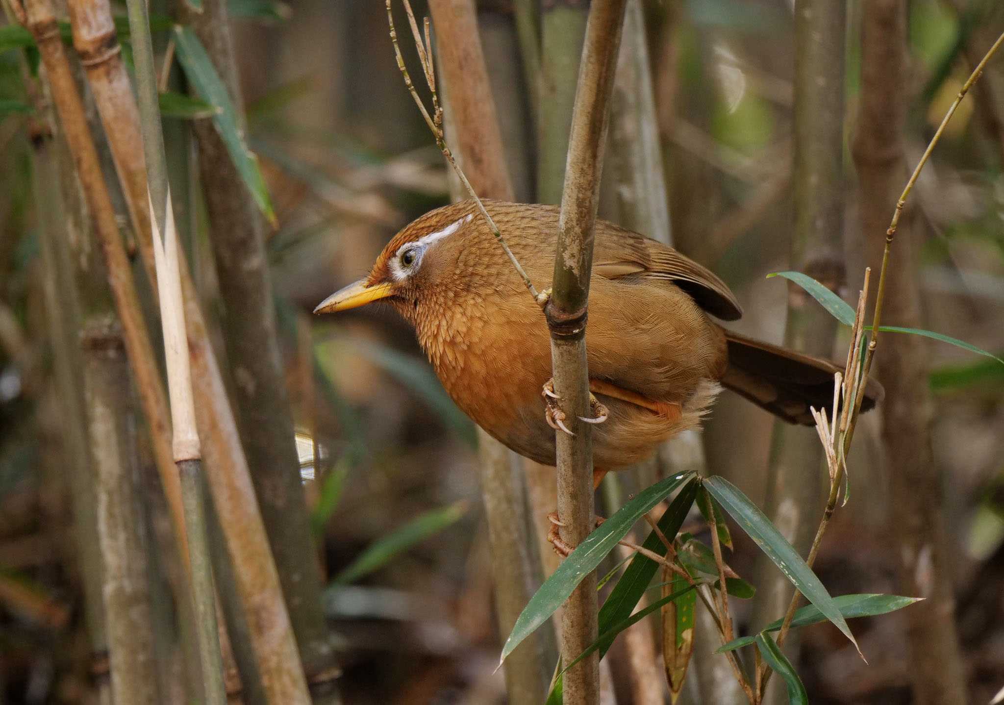 Photo of Chinese Hwamei at Mine Park by Rothlega