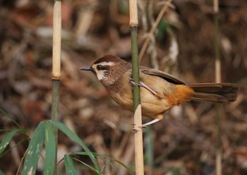 カオジロガビチョウ 嶺公園 2020年2月17日(月)