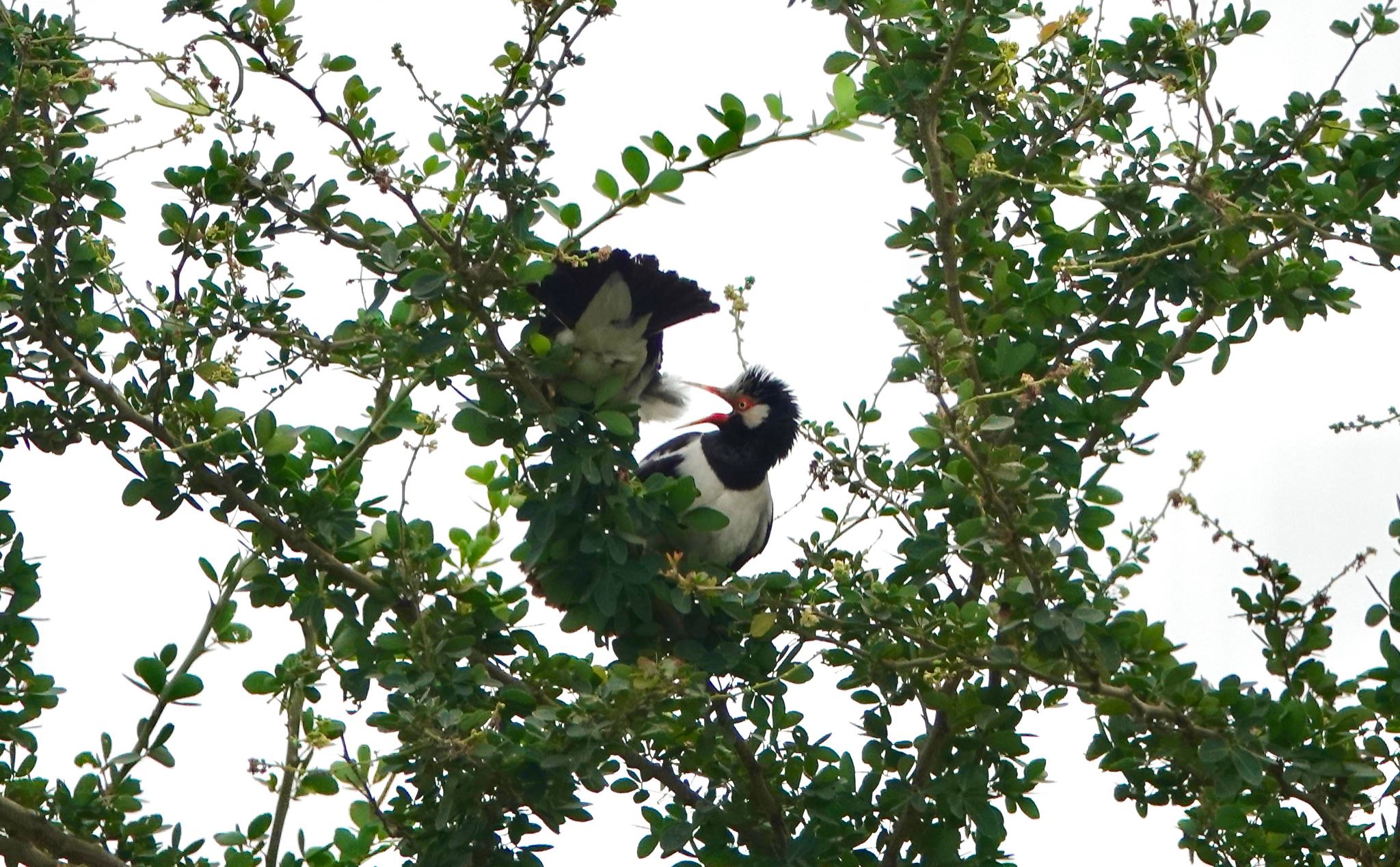 Photo of Siamese Pied Myna at タイ中部 by のどか