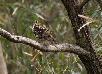 White's Thrush Mine Park Mon, 2/17/2020