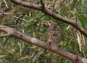 White's Thrush Mine Park Mon, 2/17/2020