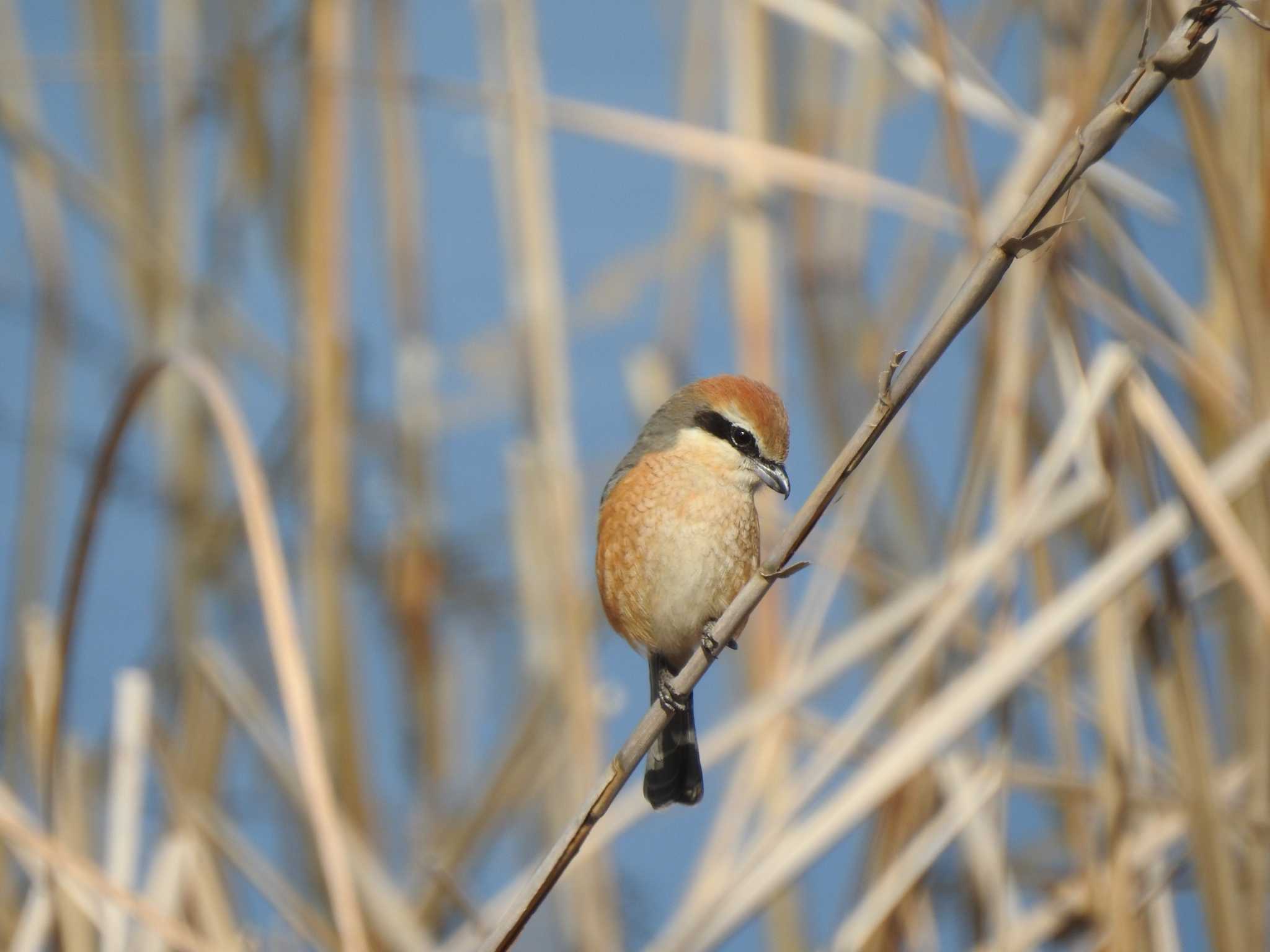 Bull-headed Shrike