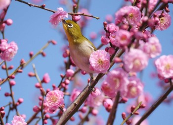 メジロ 嶺公園 2020年2月17日(月)