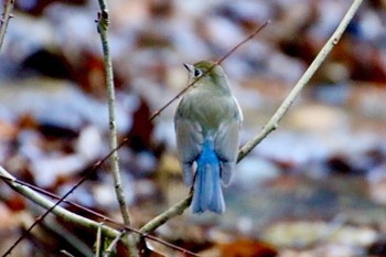 Red-flanked Bluetail 羽村堰(上流) Wed, 1/29/2020