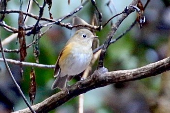 Red-flanked Bluetail 羽村堰(上流) Wed, 1/29/2020