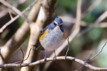 Red-flanked Bluetail 羽村堰(上流) Sun, 2/9/2020