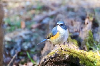 Red-flanked Bluetail 羽村堰(上流) Sun, 2/9/2020