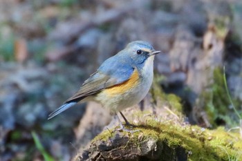 Red-flanked Bluetail 羽村堰(上流) Sun, 2/9/2020