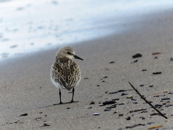 Red-necked Stint Unknown Spots Mon, 9/21/2015