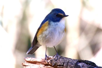 Red-flanked Bluetail 羽村堰(上流) Sun, 2/9/2020