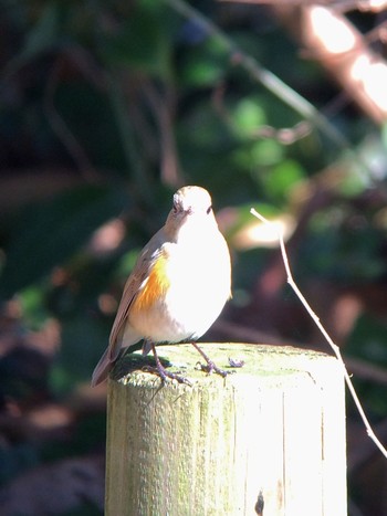 Daurian Redstart 馬見丘陵公園 Tue, 2/11/2020