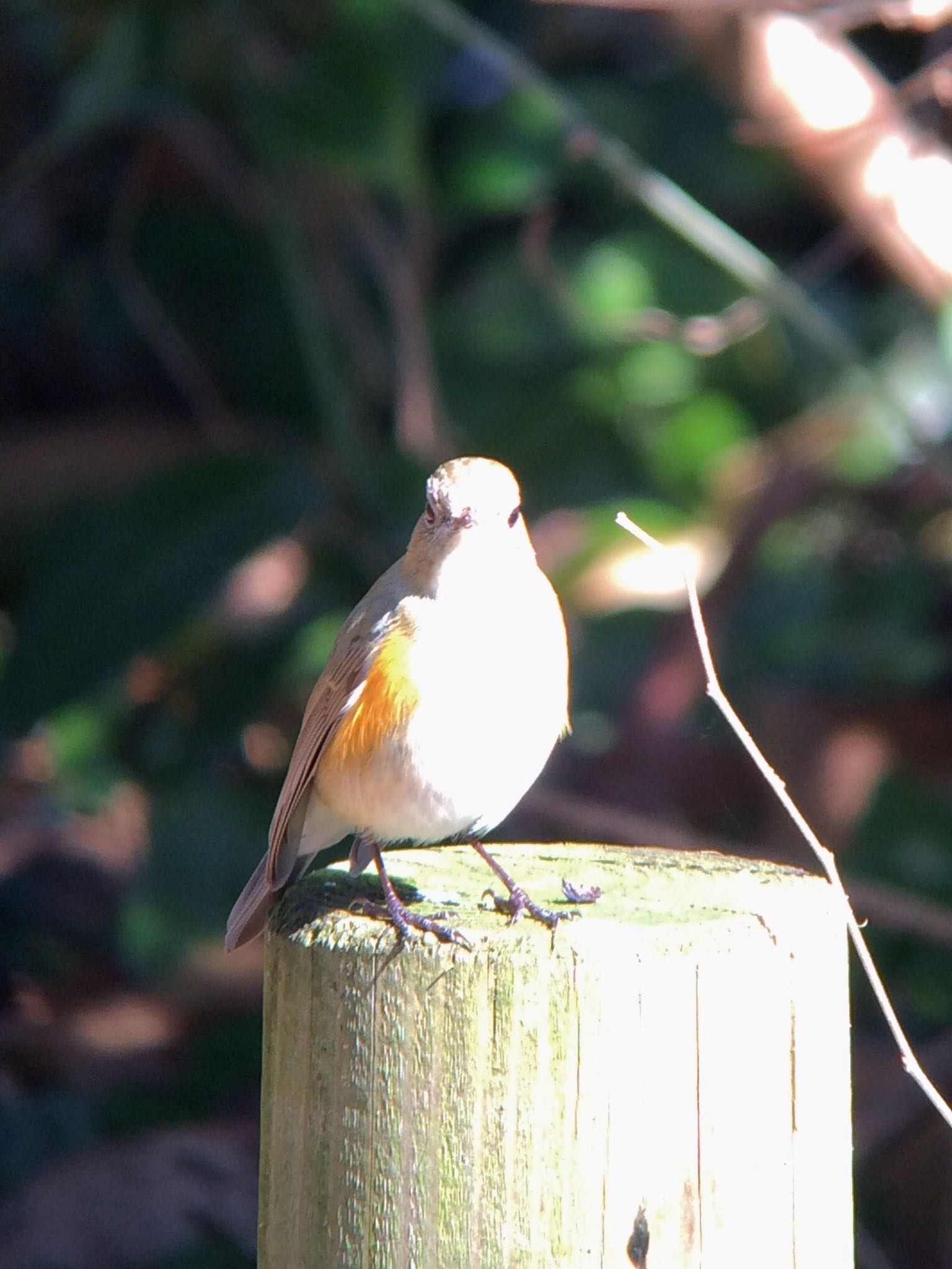 Photo of Daurian Redstart at 馬見丘陵公園 by  takatang