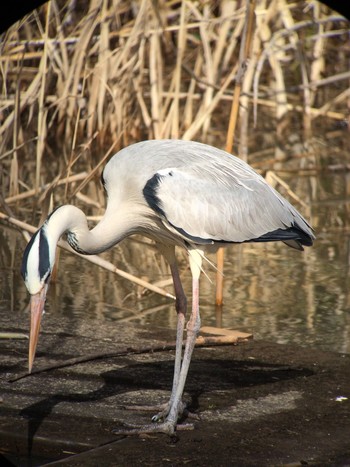 Grey Heron 馬見丘陵公園 Mon, 2/17/2020