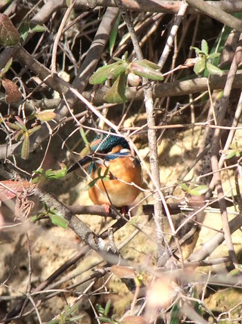 カワセミ 馬見丘陵公園 2020年2月17日(月)