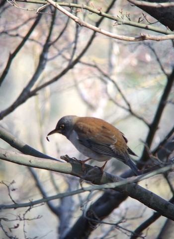 Pale Thrush 馬見丘陵公園 Sun, 2/2/2020