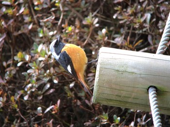 ジョウビタキ 馬見丘陵公園 2020年2月17日(月)