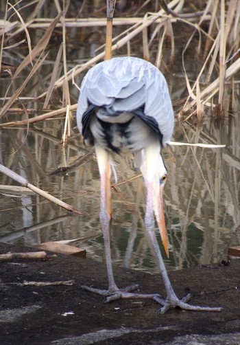 Grey Heron 馬見丘陵公園 Mon, 2/17/2020