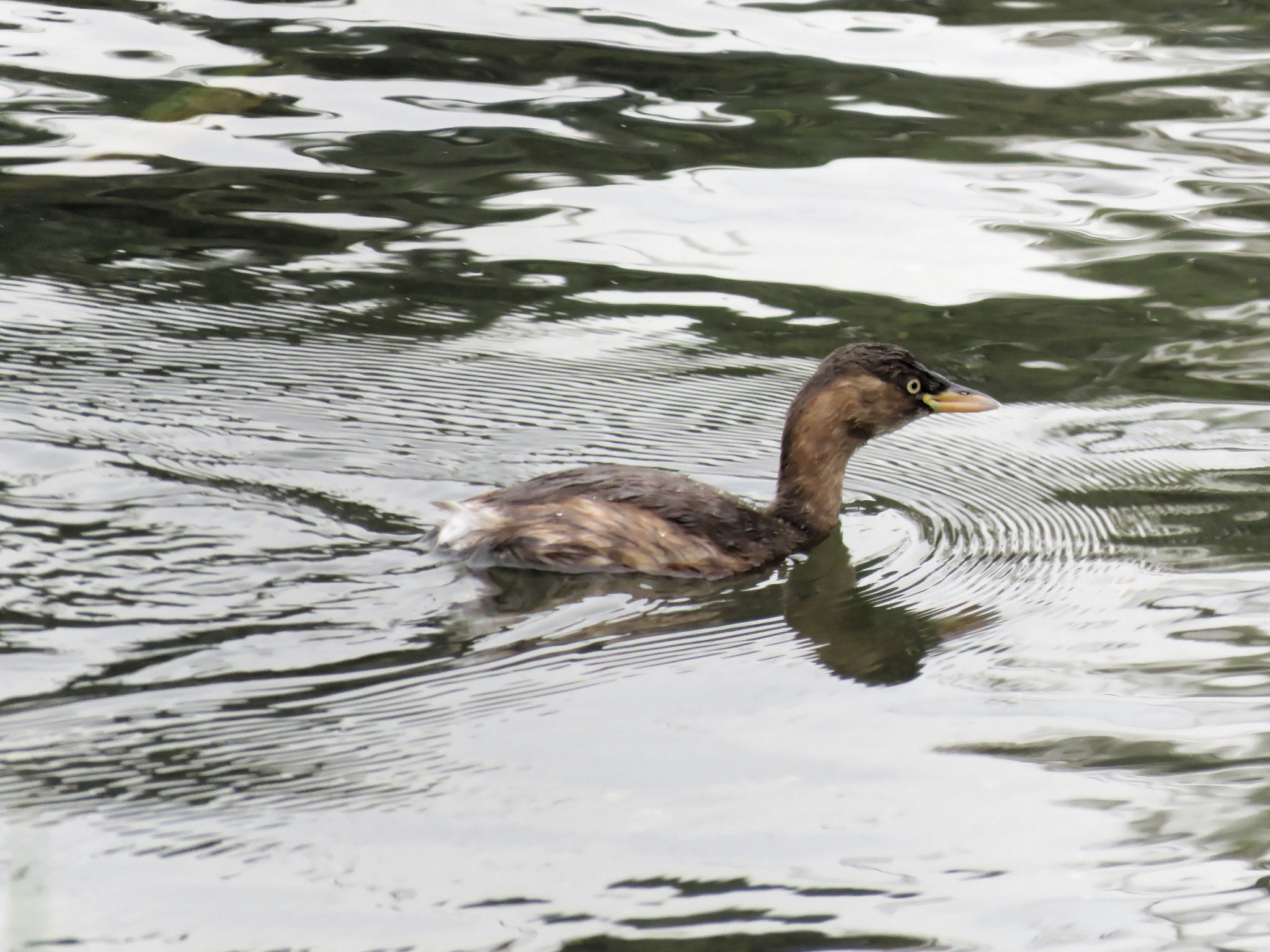 Photo of Little Grebe at  by こまどり