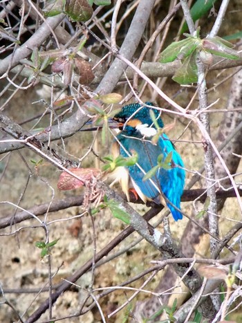 カワセミ 馬見丘陵公園 2020年2月17日(月)