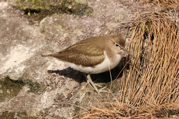 Dunlin 旧芝離宮恩賜庭園 Tue, 2/18/2020