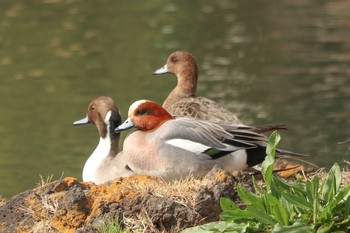 ヒドリガモ 旧芝離宮恩賜庭園 2020年2月18日(火)