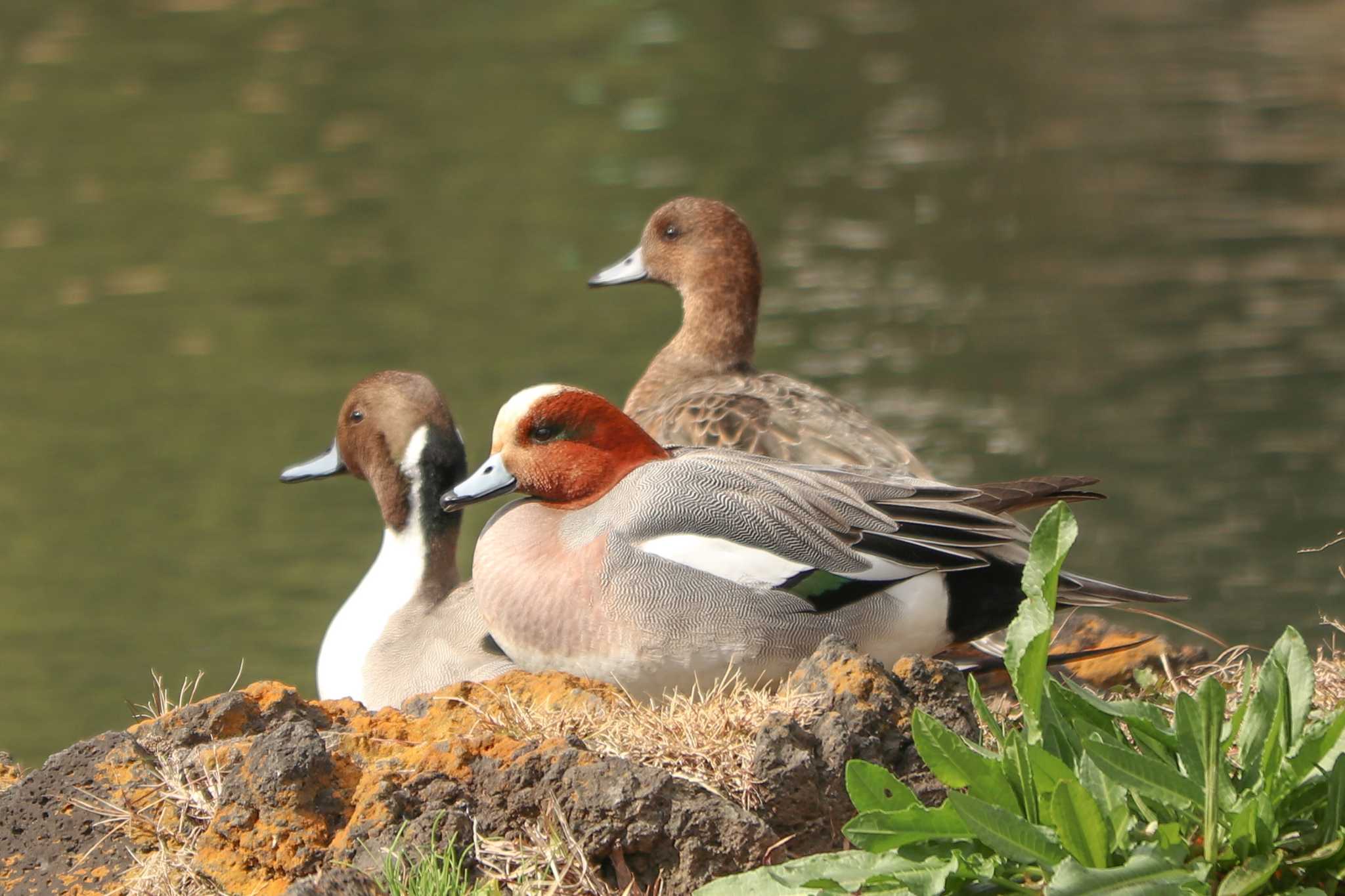 Eurasian Wigeon