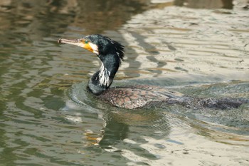 カワウ 旧芝離宮恩賜庭園 2020年2月18日(火)