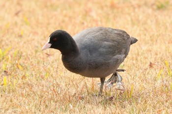 オオバン 旧芝離宮恩賜庭園 2020年2月18日(火)