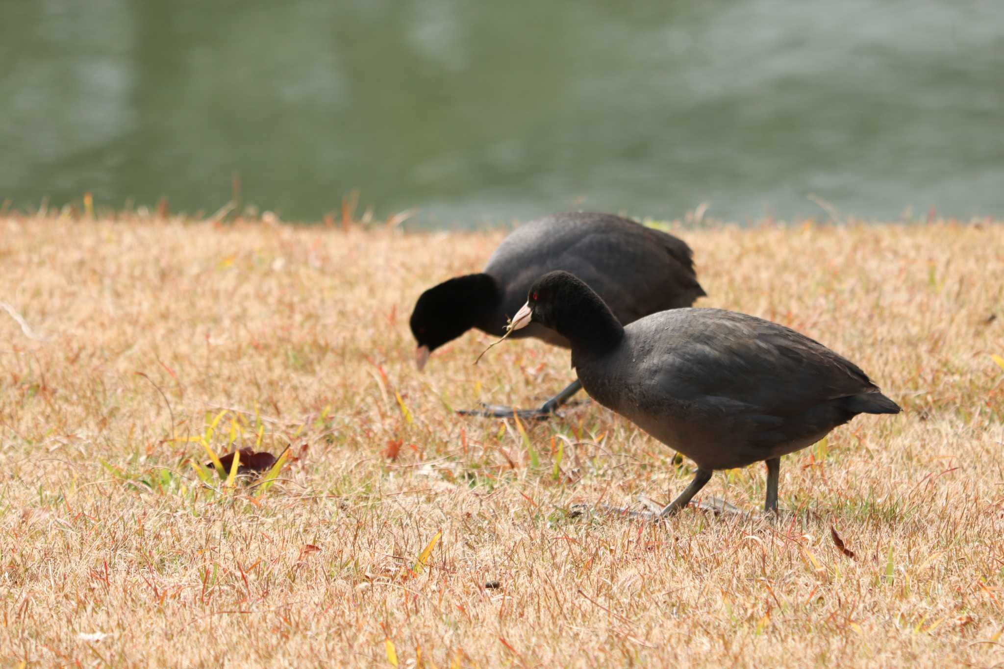 Eurasian Coot