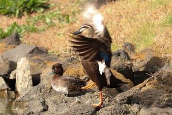 Eastern Spot-billed Duck 旧芝離宮恩賜庭園 Tue, 2/18/2020