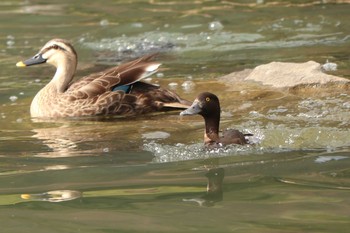 Tufted Duck 旧芝離宮恩賜庭園 Tue, 2/18/2020