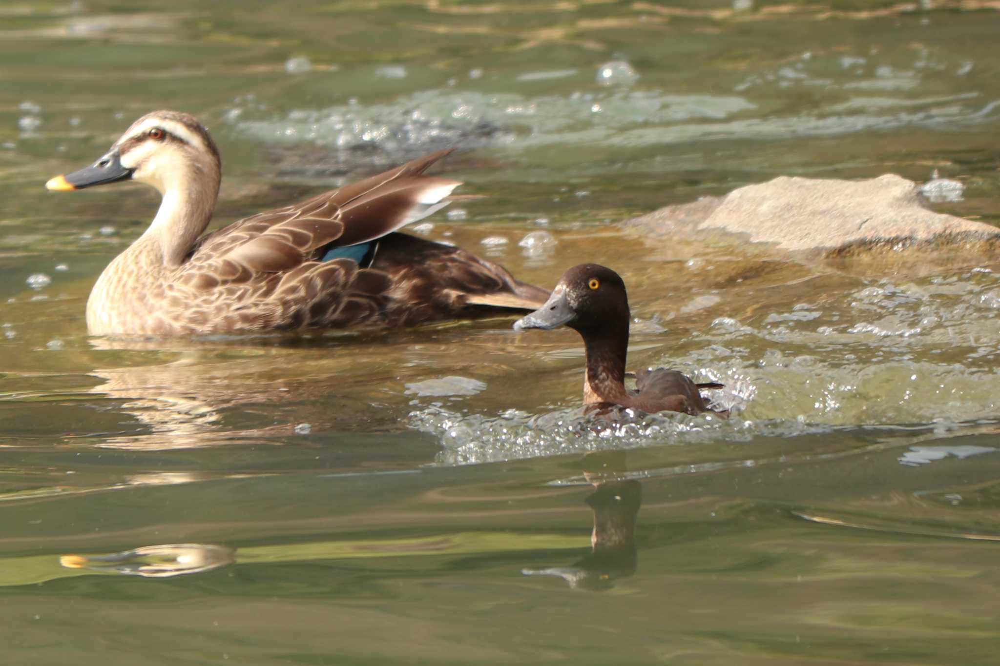 Tufted Duck