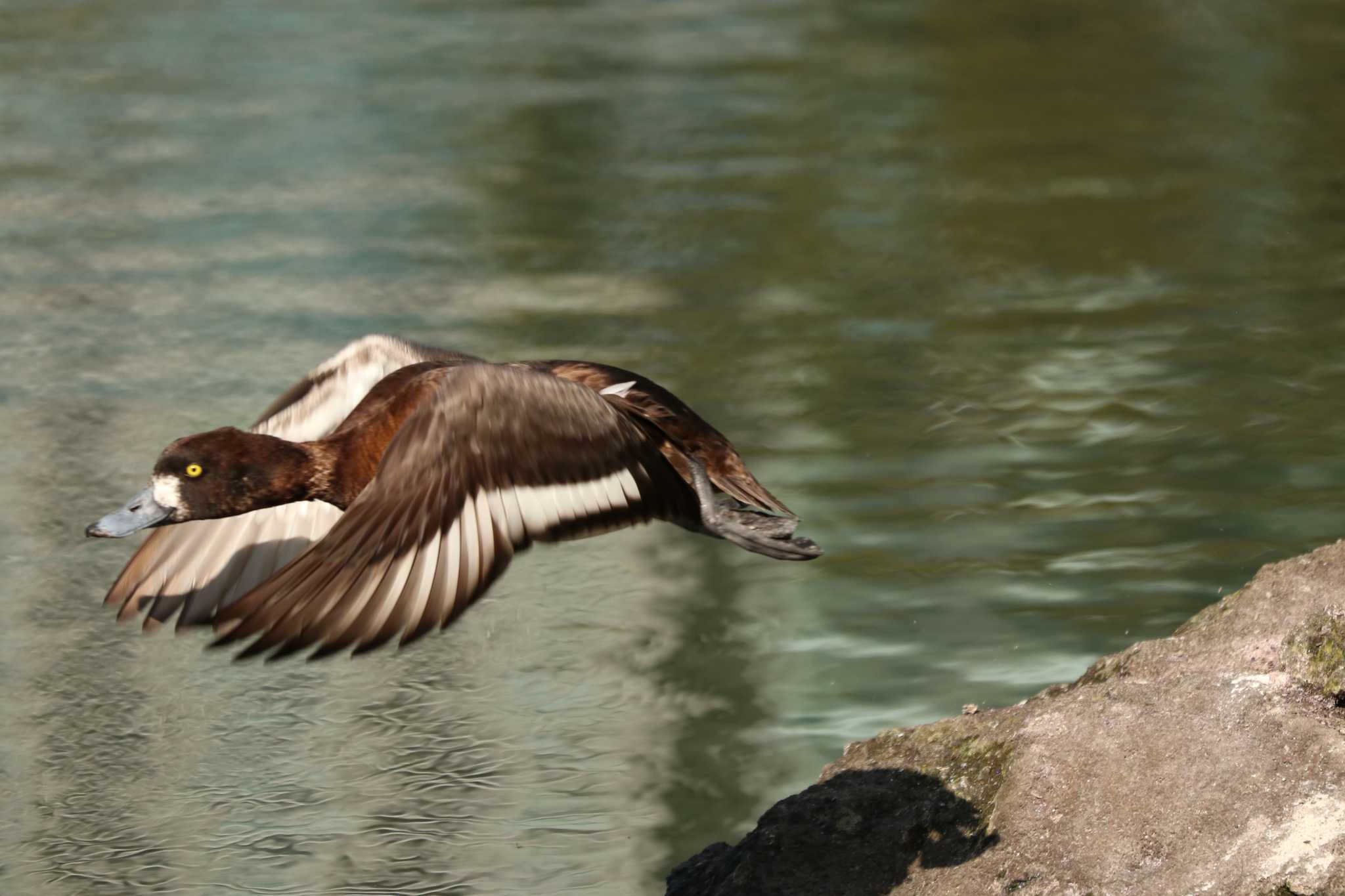 Tufted Duck