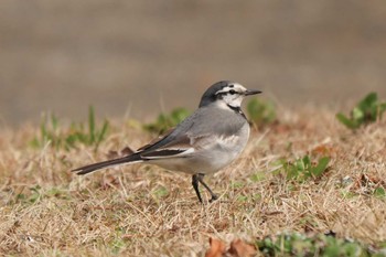 White Wagtail 旧芝離宮恩賜庭園 Tue, 2/18/2020