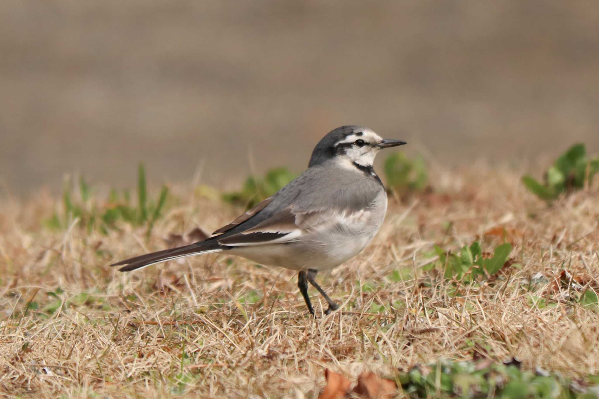 White Wagtail