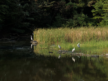 Grey Heron Unknown Spots Fri, 10/16/2015