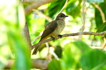 Streak-eared Bulbul タイ中部 Sat, 2/8/2020