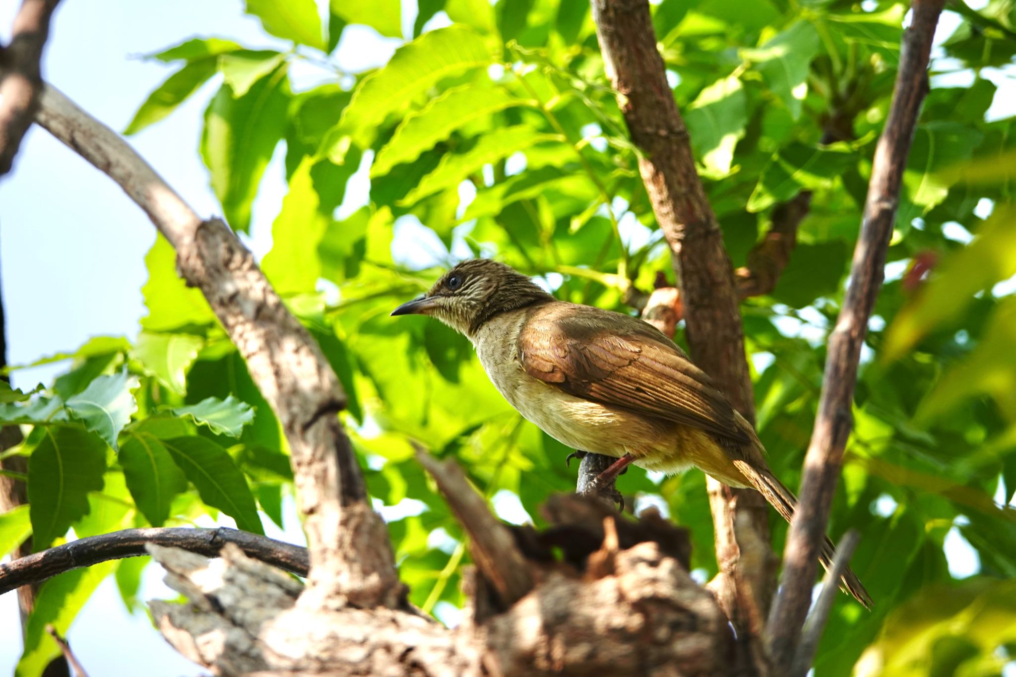 Streak-eared Bulbul