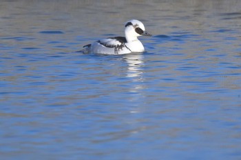 2020年1月13日(月) 奈良県の野鳥観察記録