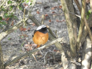 Daurian Redstart 倉敷市藤戸町 Fri, 2/21/2020