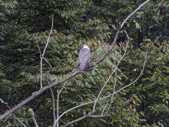 Eurasian Goshawk Unknown Spots Sat, 10/10/2015