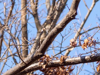 Japanese Pygmy Woodpecker Maioka Park Fri, 2/21/2020