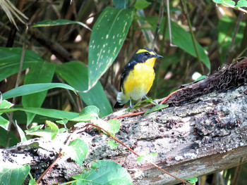 Narcissus Flycatcher Unknown Spots Unknown Date