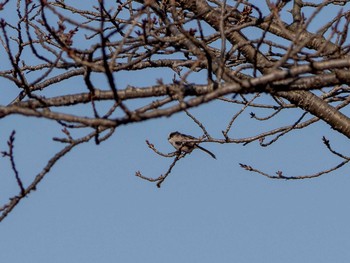 Long-tailed Tit Maioka Park Fri, 2/21/2020