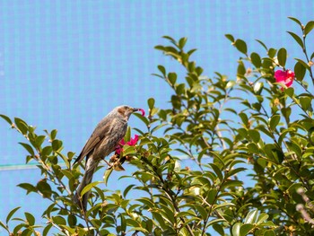 Brown-eared Bulbul 横浜市立西本郷中学校 Fri, 2/21/2020