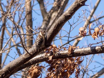 Japanese Pygmy Woodpecker Maioka Park Fri, 2/21/2020