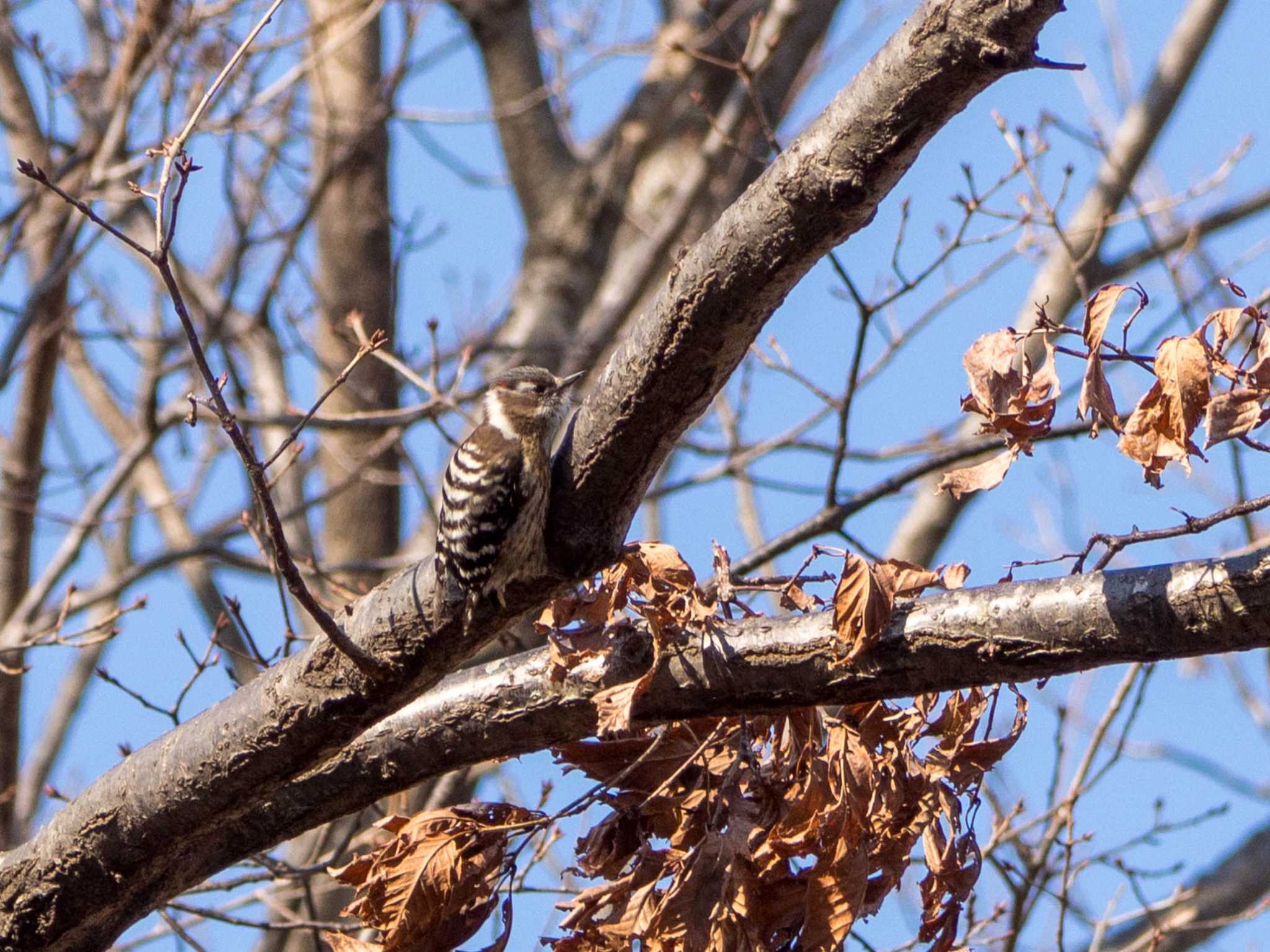 Photo of Japanese Pygmy Woodpecker at Maioka Park by Tosh@Bird