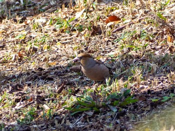 2020年2月21日(金) 舞岡公園の野鳥観察記録