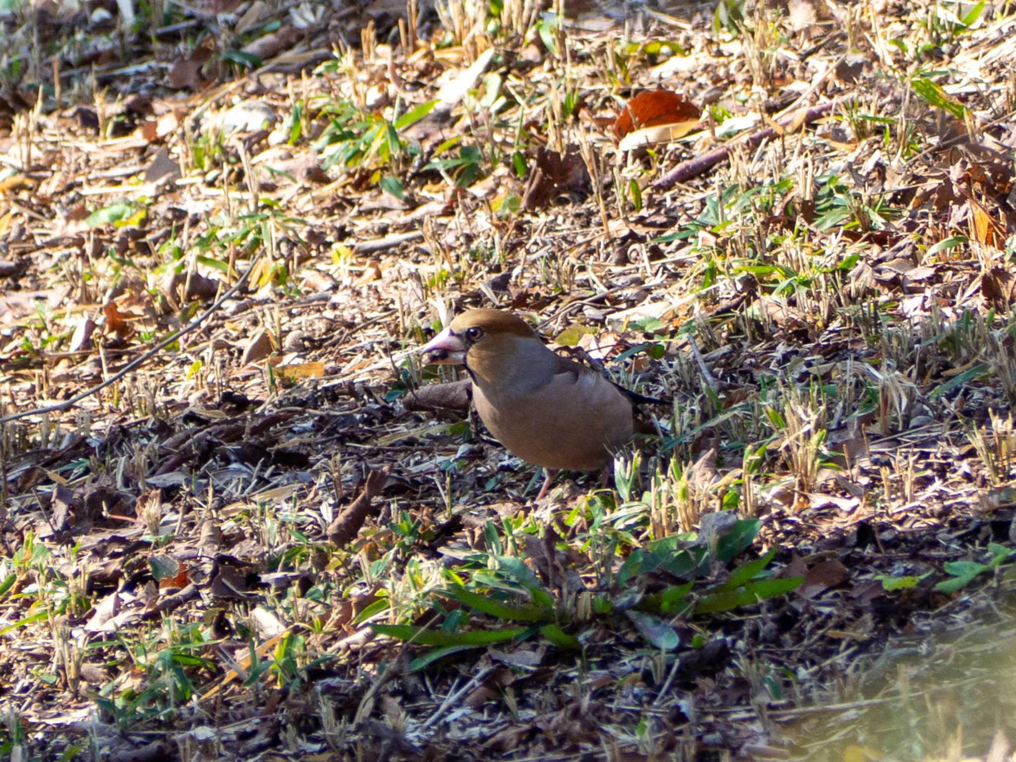 Photo of Hawfinch at Maioka Park by Tosh@Bird