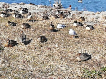 2020年2月21日(金) 草津市下物の野鳥観察記録